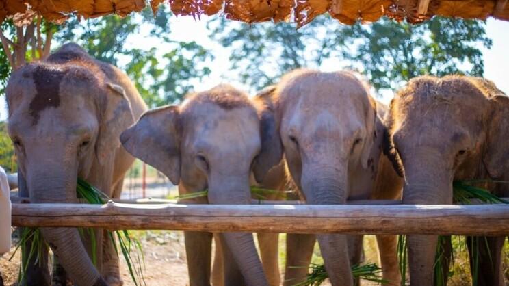 The Bush Camp Chiang Mai By Elephant Hills